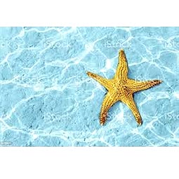 Kategori resimi Deniz Yıldızları