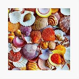 Kategori resimi Deniz Kabukları 30gr