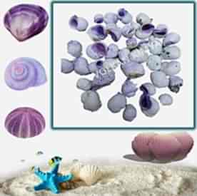 Resim Mercan Morlu (Cebu Beauty) Deniz Kabukları 30 gr