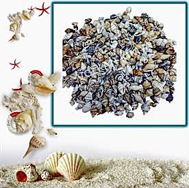 Resim Nassa Shell Deniz Kabukları 30 gr