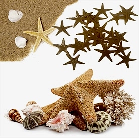 Resim Deniz Yıldızı Orijinal Renk Polyester 2 cm “100 Adet”