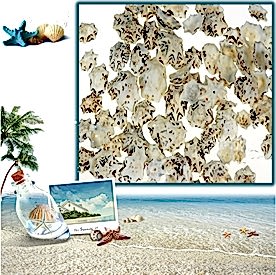 Resim Star Limpit Deniz Kabukları 30 gr