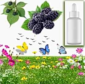 Resim Böğürtlen Sabun Koku Esansı 10 cc