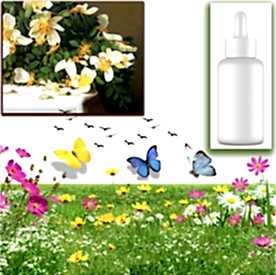 Resim Hanımeli Sabun Koku Esansı 10 cc