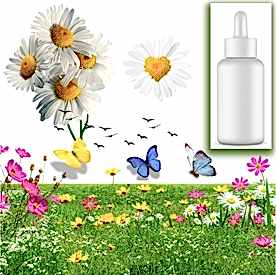 Resim Papatya Sabun Koku Esansı 10 cc