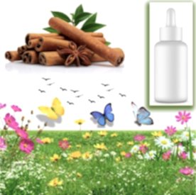 Resim Tarçın Sabun Koku Esansı 10 cc