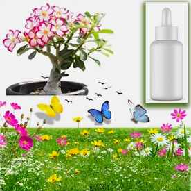 Resim Desert Rose (Çöl Gülü) Sabun Koku Esansı 10 cc