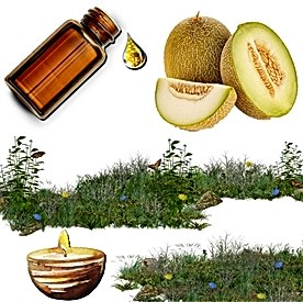 Resim Kavun Mum Koku Esansı 30 cc