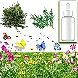 Resim Sedir Ağacı Mum Koku Esansı 30 cc