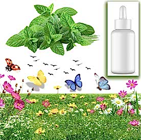 Resim Nane Mum Koku Esansı 30 cc