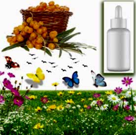 Resim İğde Mum Koku Esansı 30 cc