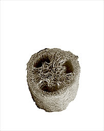 Kategori resimi Kabak Lifi