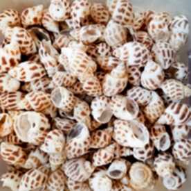Resim Babylonia Areolata Deniz Kabukları 30 gr