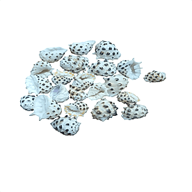 Resim Drupa Deniz Kabukları 30 gr