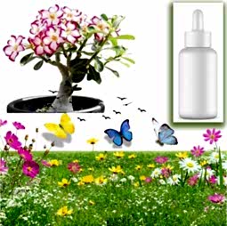 Kategori resimi Mum Koku Esansları 30cc