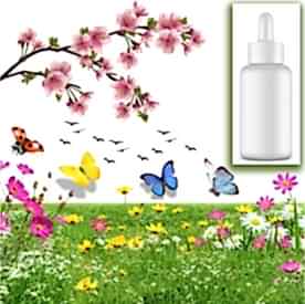 Resim  Japon Kirazı Çiçeği Mum Koku Esansı 30 cc 