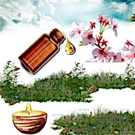 Resim Japon Kirazı Çiçeği Mum Koku Esansı 50 cc 